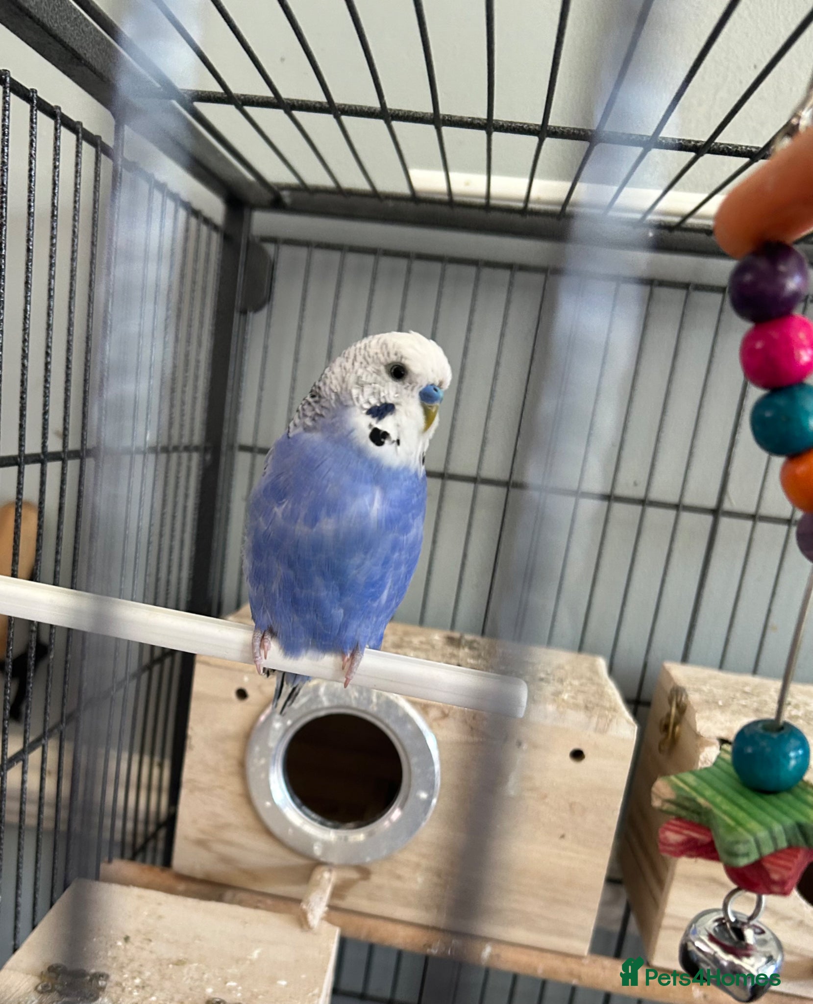 Budgerigars birds 2 Budgies plus pair of Lovebirds  - Advert 1