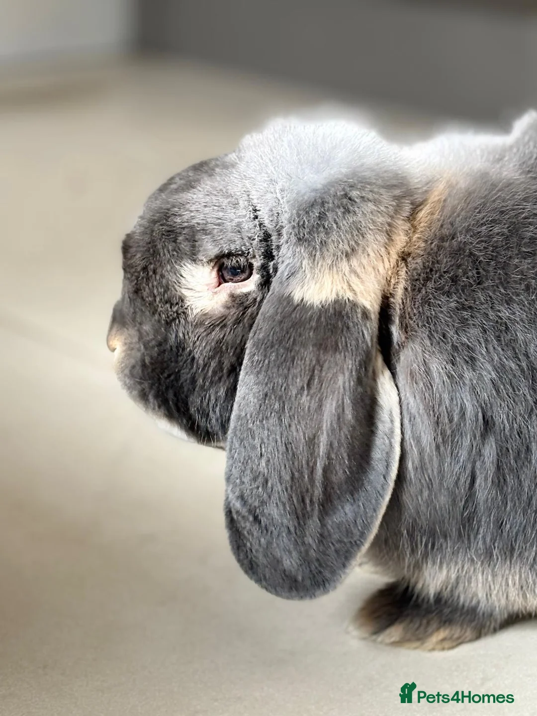 French Lop rabbits for sale: ✨beautiful french lop✨ in London - Advert 2