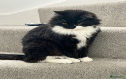 Persian cats for sale: Kitten tortoise shell  - Image 8