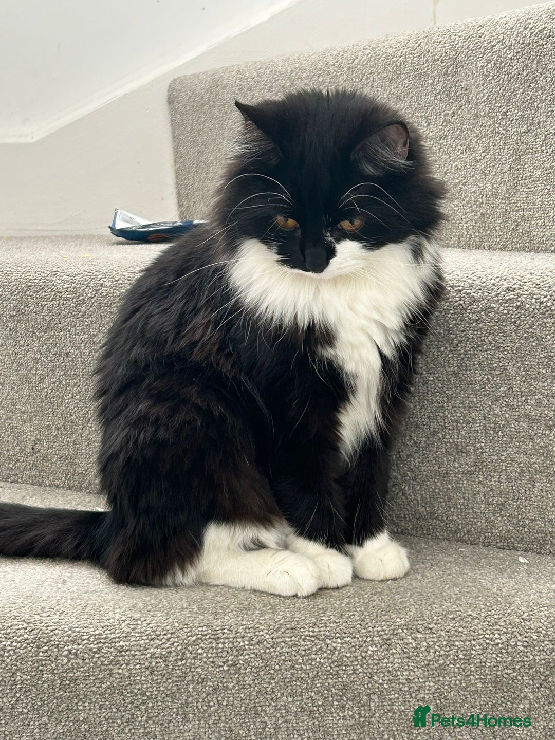 Persian cats for sale: Kitten tortoise shell  - Image 8