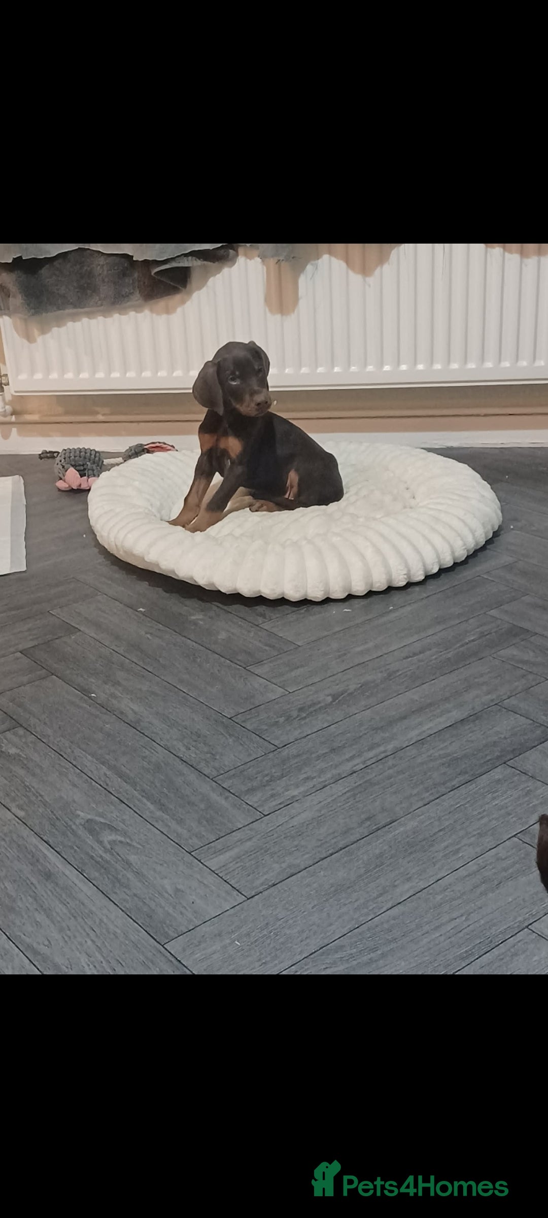 Dobermann dogs for sale: Beutifull doberman puppies  - Advert 9
