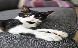 Mixed Breed cats for sale: Female kitten 🐈 - Image 4