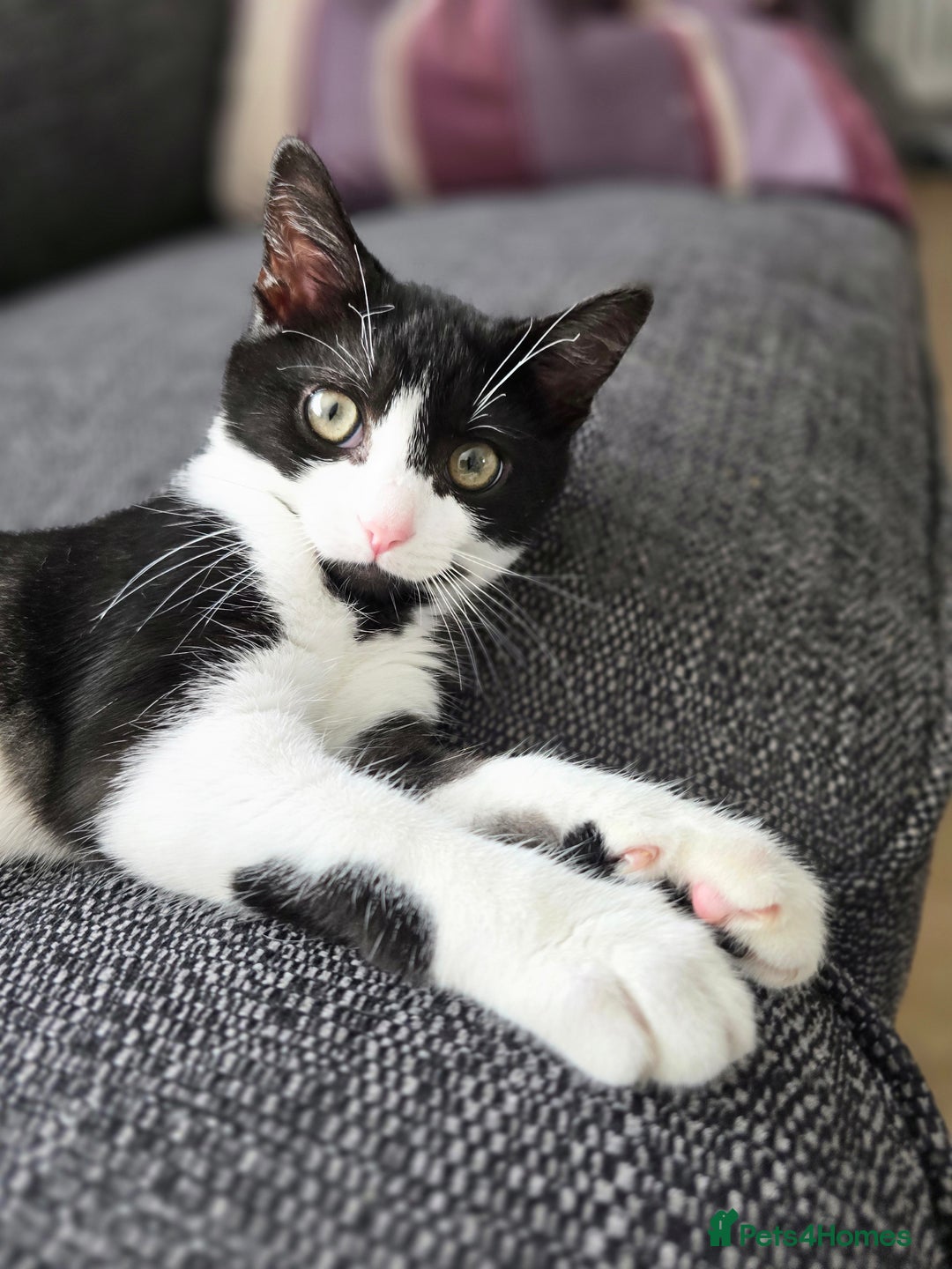 Mixed Breed cats for sale: Female kitten 🐈 - Image 4