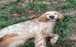 English Setter dogs for adoption: Hendy - Image 3