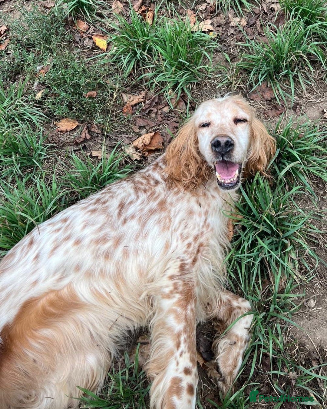 English Setter dogs for adoption: Hendy - Image 3
