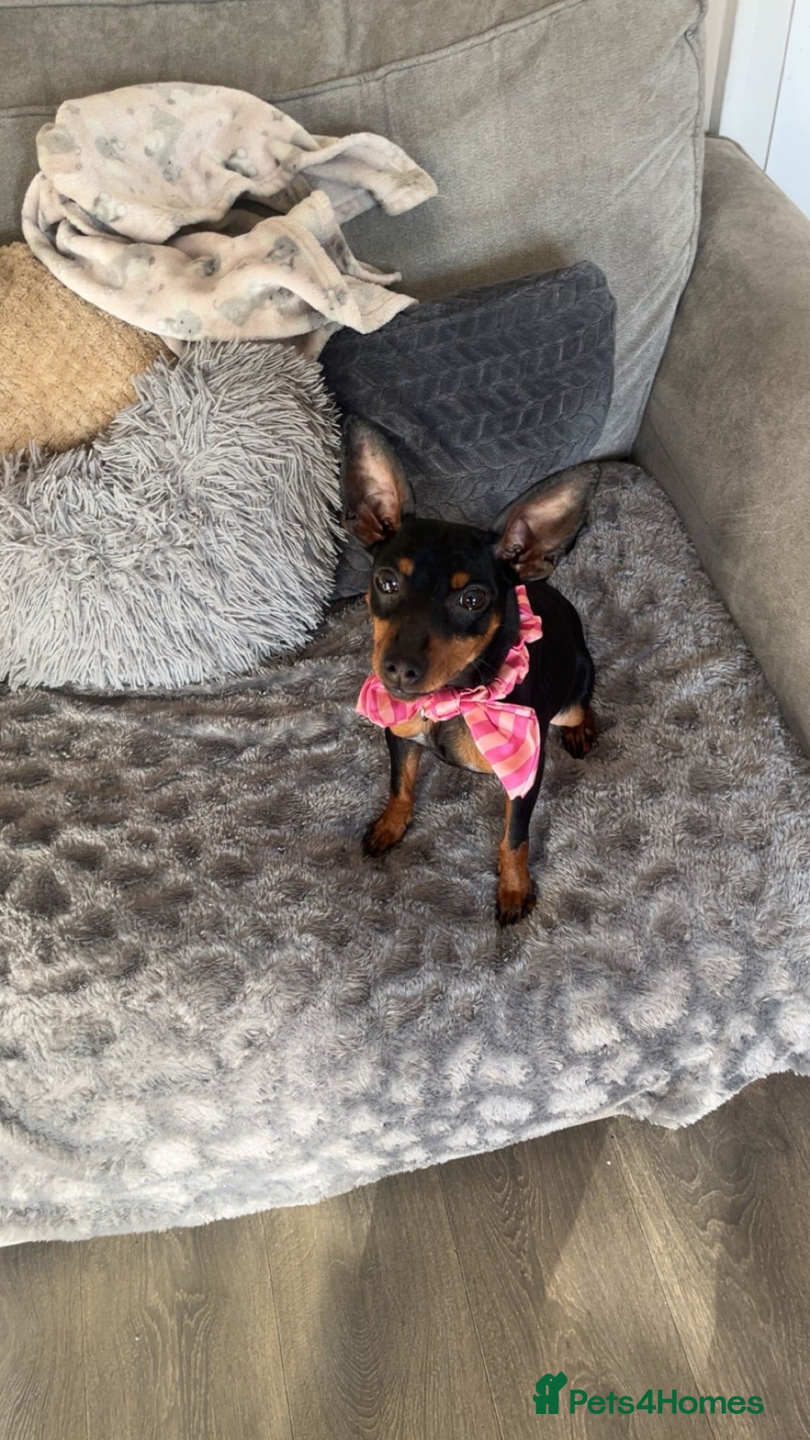 Miniature Pinscher dogs Lotty - Advert 1