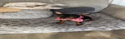 Miniature Pinscher dogs for sale: Lotty in Leeds - Advert 1