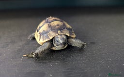 Tortoise reptiles for sale: Beautiful Baby Greek Tortoise with A10 Certificate - Image 1