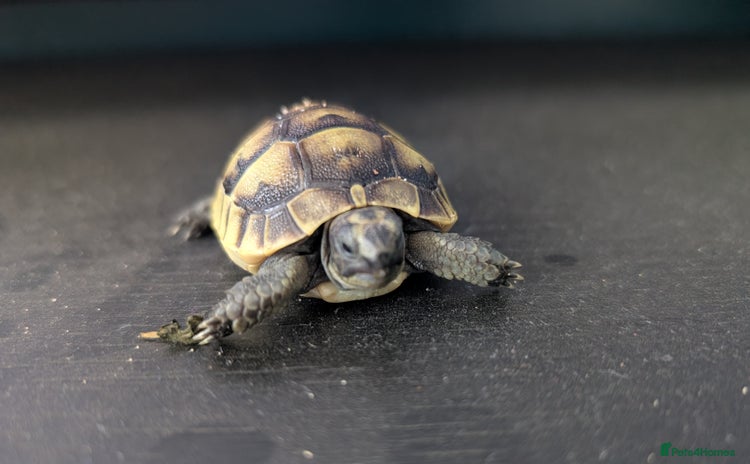 Tortoise reptiles - Advert 3