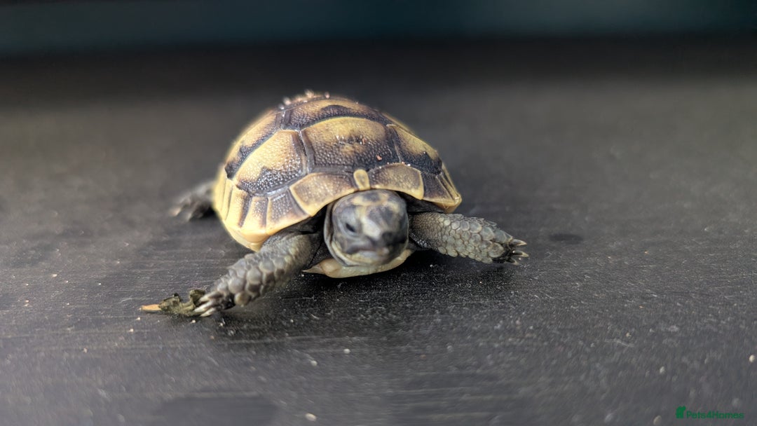 Tortoise reptiles for sale: Beautiful Baby Greek Tortoise with A10 Certificate - Image 1
