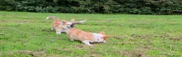 Welsh Corgi Pembroke dogs for sale: Corgi Puppies for Loving Homes – 1 Male, 1 Female - Advert 12