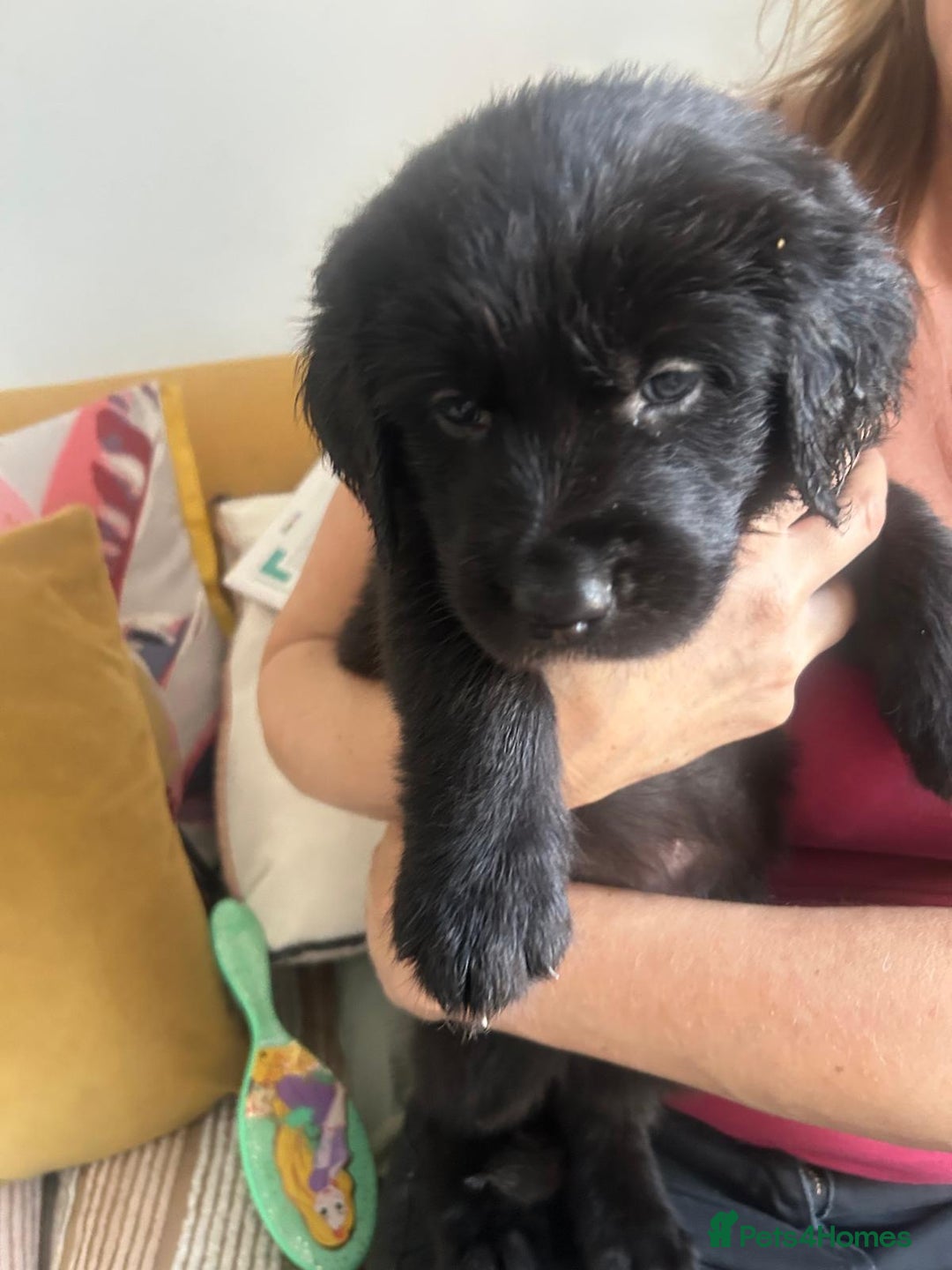 Labrador Retriever dogs for sale: Stunning Black Labrador Retriever Puppies in London - Image 2