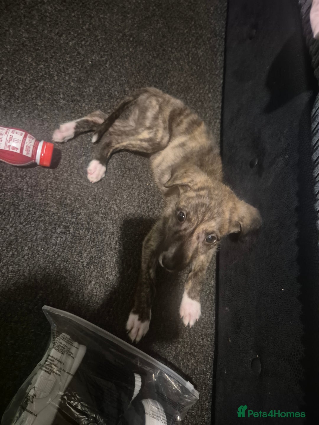 Lurcher dogs for sale: New home needed - Advert 3
