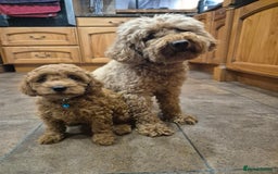 Cavapoo dogs for sale: WAITING LIST NOW OPEN FOR SUMMER 2026.  - Image 13