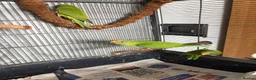 Parakeets birds for sale: Plum Headed Parakeet - Advert 4
