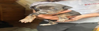 Lurcher 4
