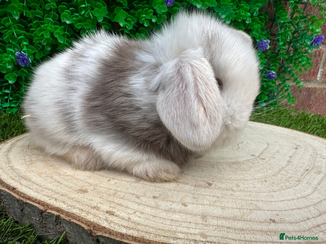 Mini Lop rabbits for sale: Stunning mini lops - Image 7