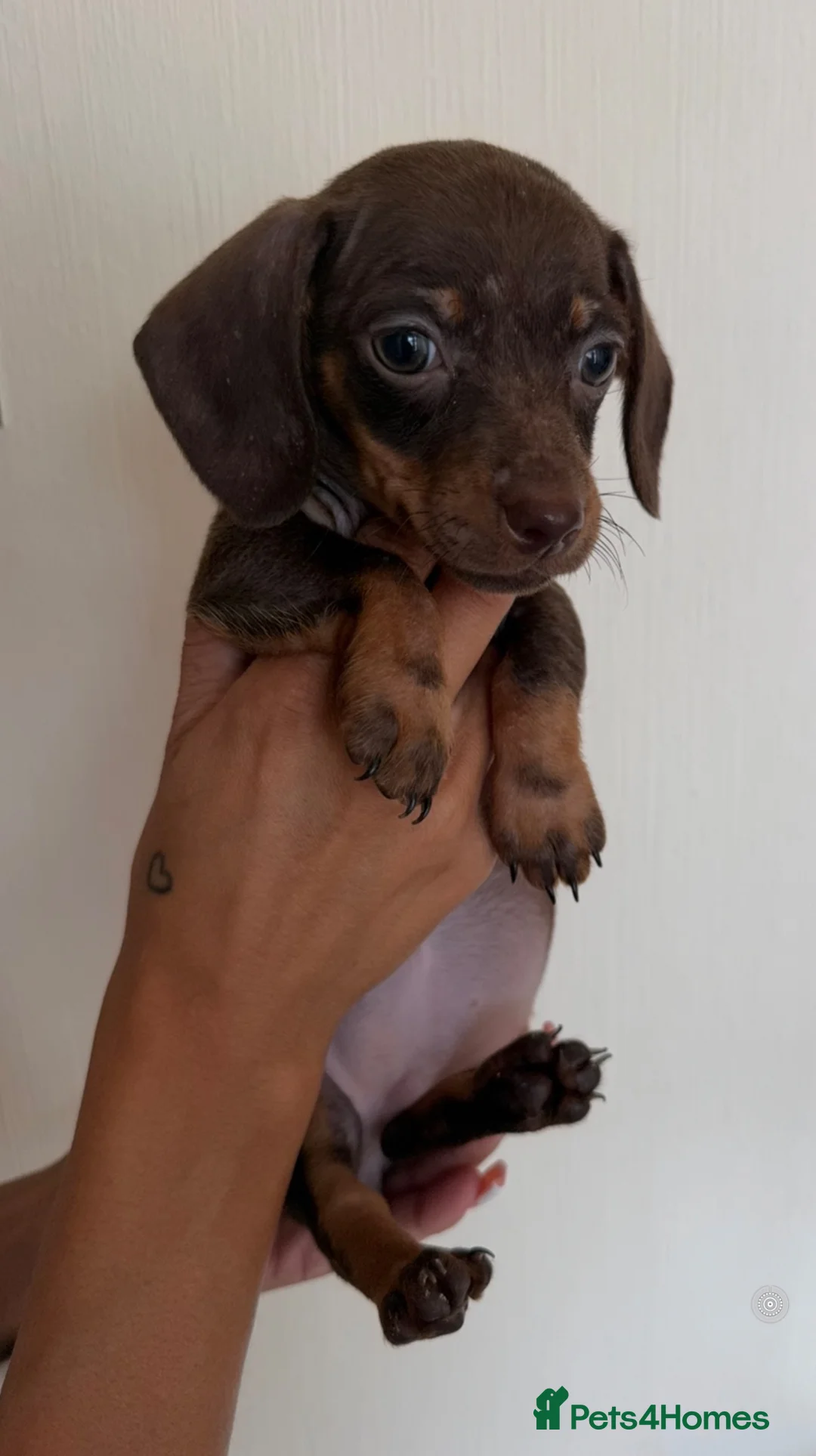 Dachshund dogs for sale: Miniture dashhound babies  - Advert 3