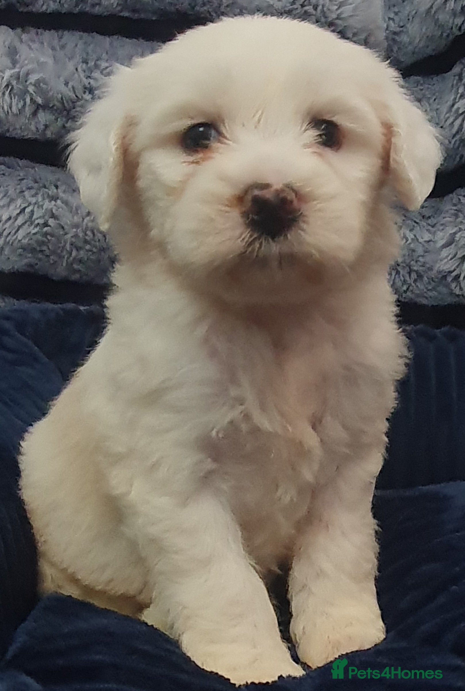 Tibetan Terrier dogs Tibetan terriers  - Advert 5