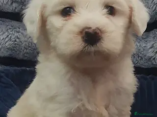 Tibetan Terrier dogs Tibetan terriers - Advert 5