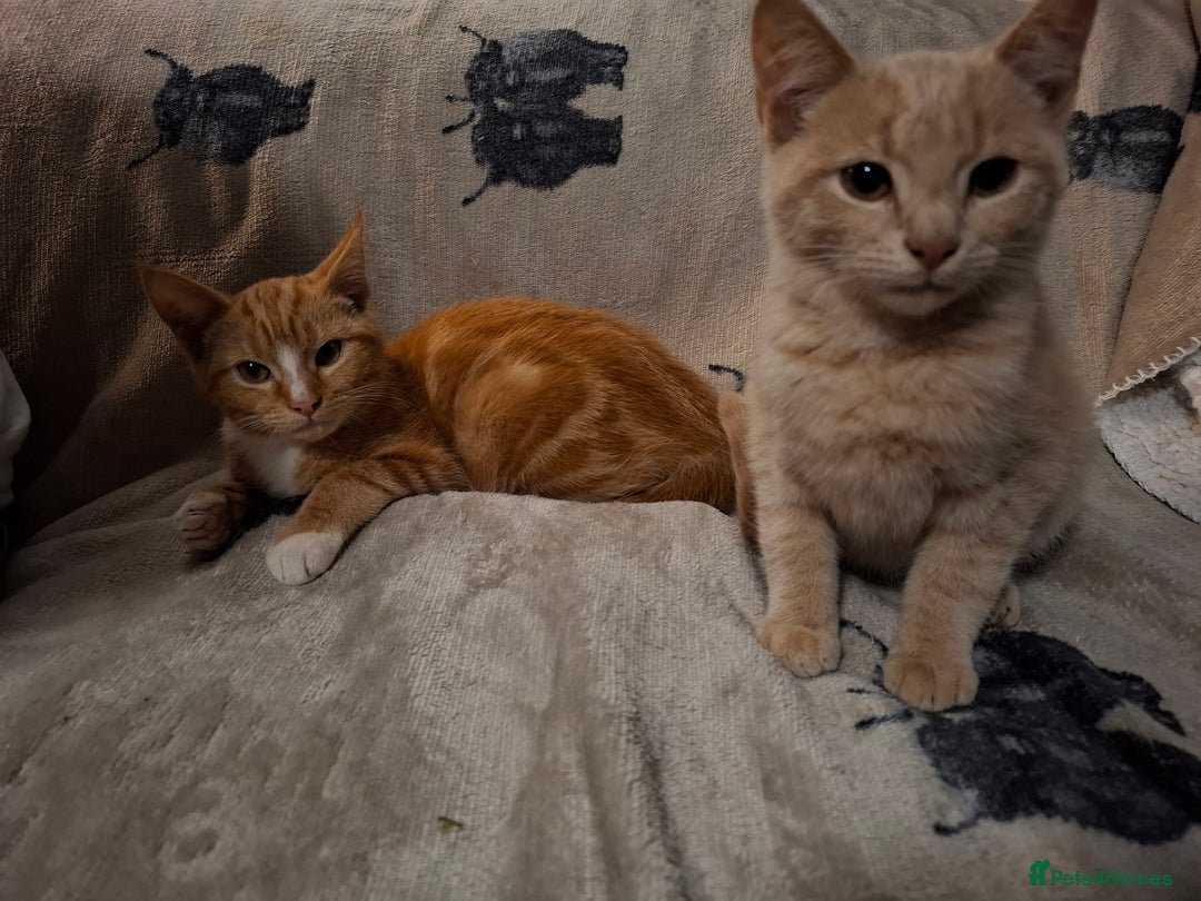 Domestic Shorthair cats for sale: 2 gorgeous ginger boys🌟 - Image 2