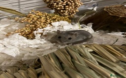 Hamster rodents for sale: Russian Dwarf Hamster Male 12 weeks - Image 4