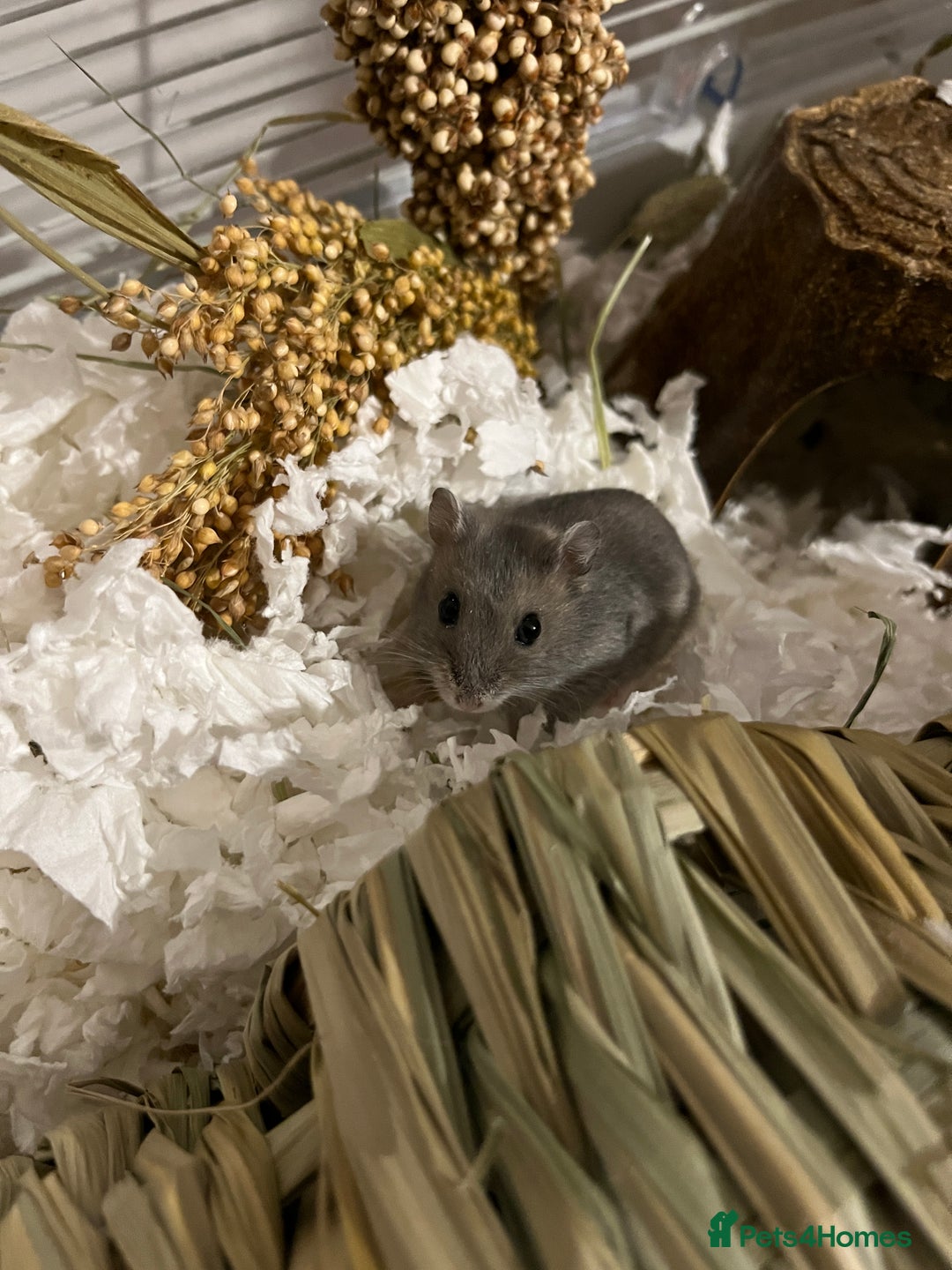 Hamster rodents for sale: Russian Dwarf Hamster Male 12 weeks - Image 4