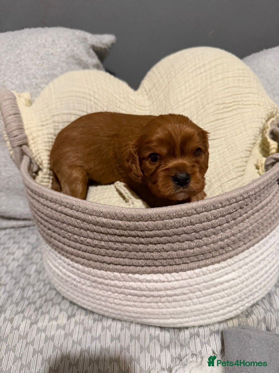 Cavalier King Charles Spaniel dogs for sale: Beautiful KC Registered Boy ✨ Health Tested ✨ - Advert 24