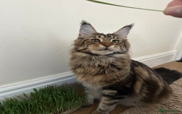 Maine Coon cats for sale: For Breeding  - Image 3