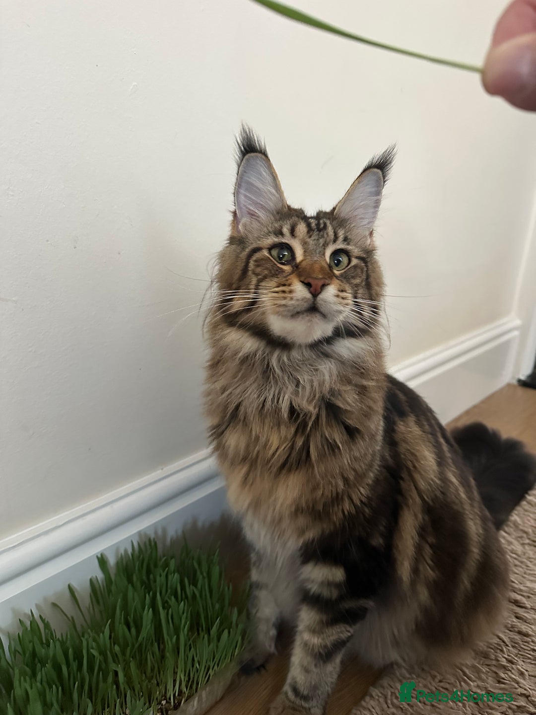 Maine Coon cats for sale: For Breeding  - Image 3