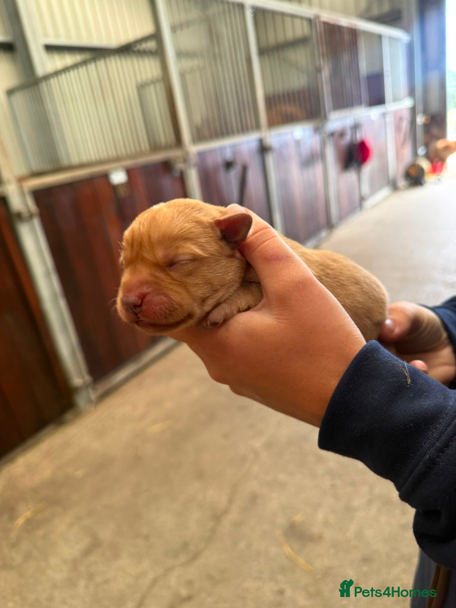 Labrador Retriever dogs Working Fox Red Labrador Puppies - Advert 2