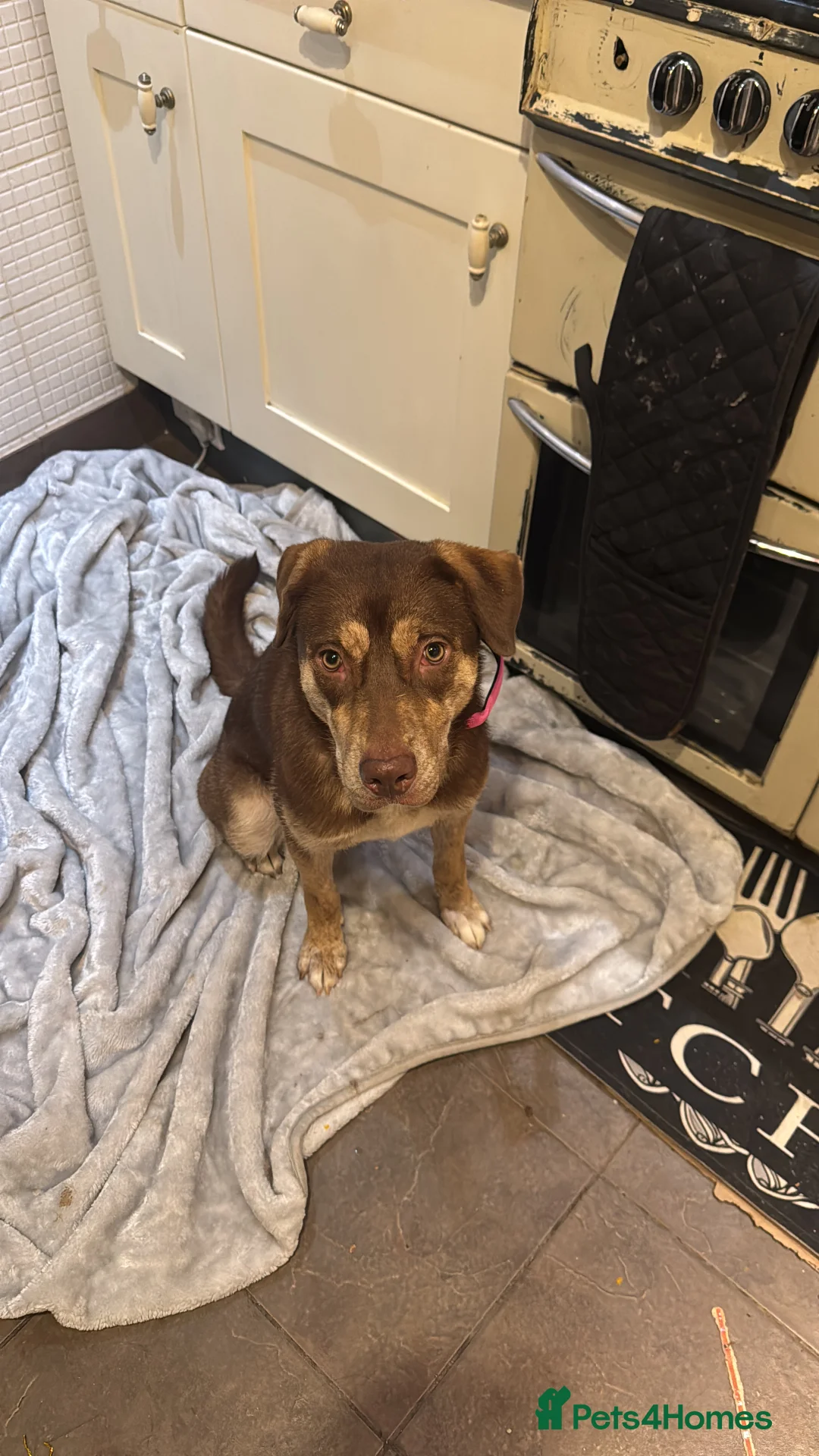 Mixed Breed dogs for sale: Puppy - Advert 1