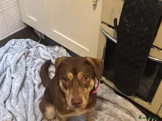 Mixed Breed dogs Puppy - Advert 14