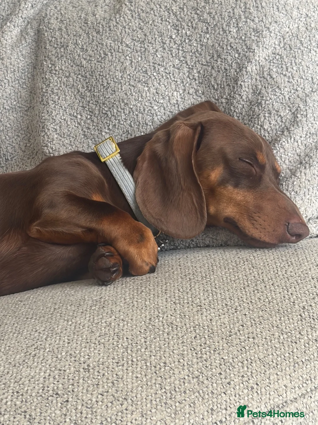Miniature Dachshund dogs for stud: Miniature Dachshund Stud - Advert 2