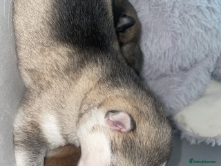 Siberian Husky dogs Husky pups - Advert 2