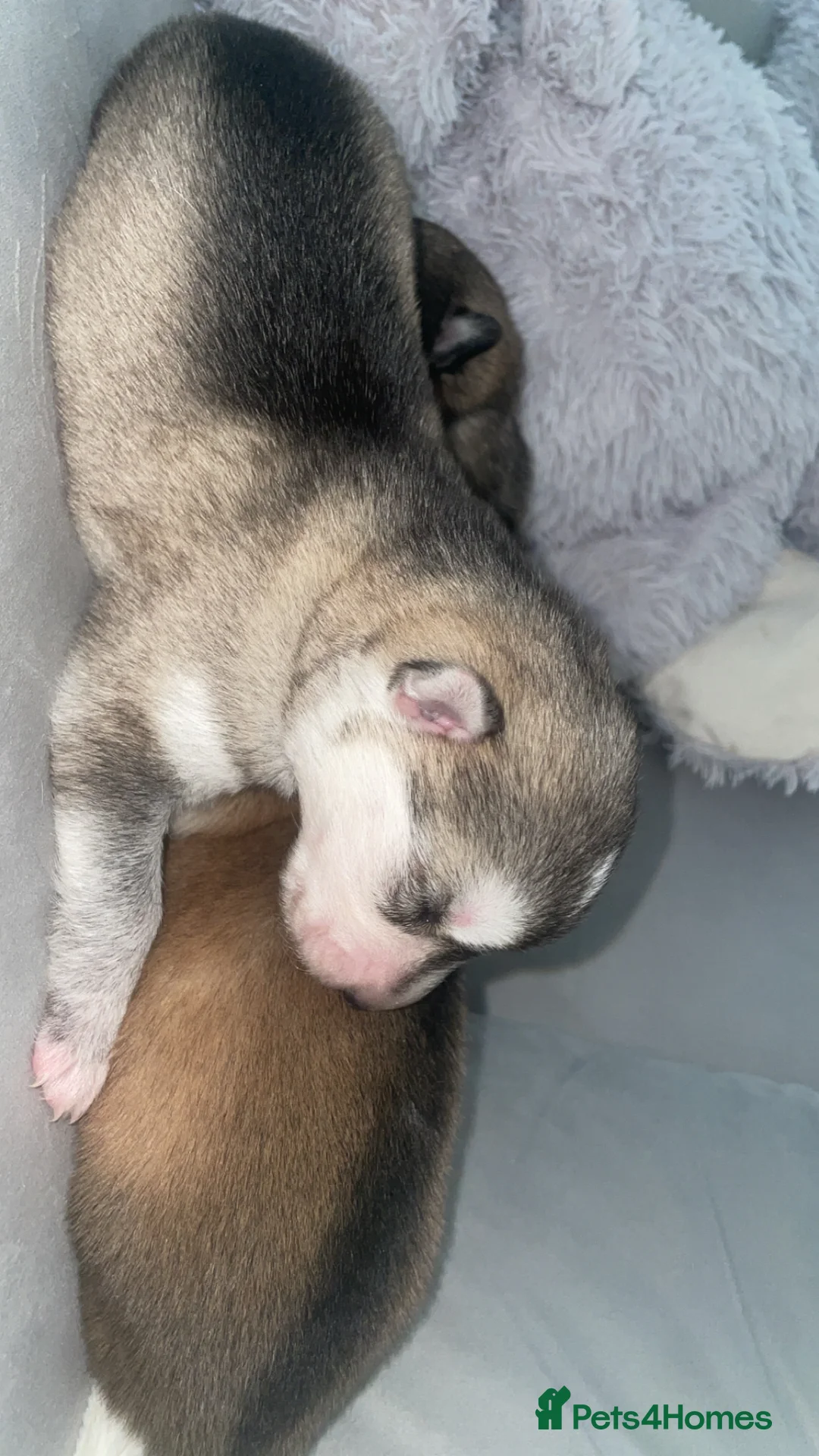 Siberian Husky dogs for sale: Husky pups - Advert 17