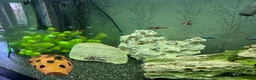 Angelfish fish for sale: 250L Tank with Community of Fish - Advert 3