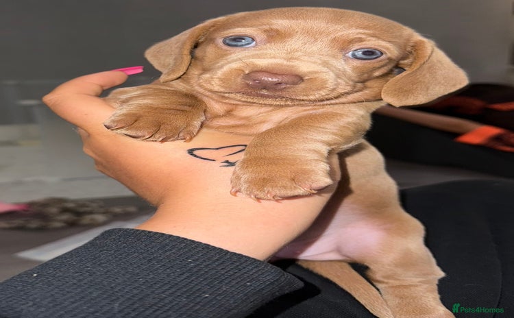 Miniature Dachshund dogs - Advert 3