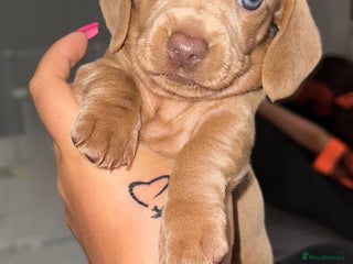 Miniature Dachshund dogs - Advert 22