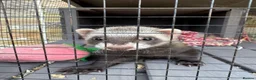 Ferret rodents for sale: Ferrets x2 mirco ferretx 1  in Bristol - Advert 2