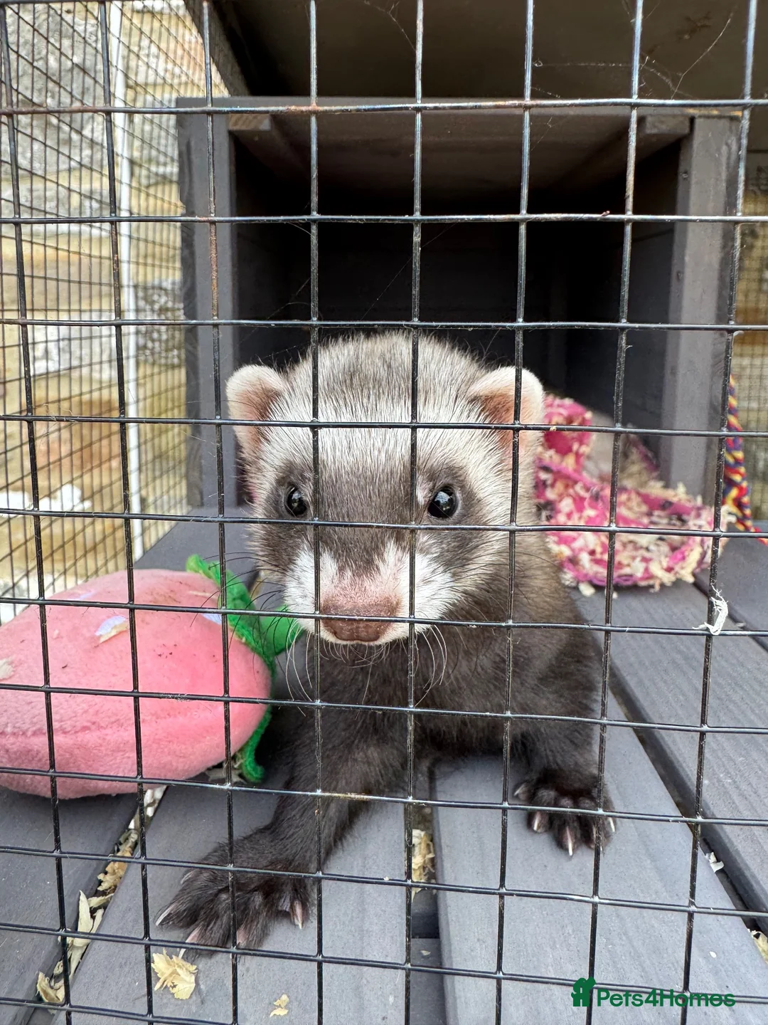 Ferret rodents for sale: Ferrets x2 mirco ferretx 1  in Bristol - Advert 2