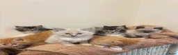 Ragdoll cats for sale: 75% Fabulously “Ragdoll” kittens  - Advert 3