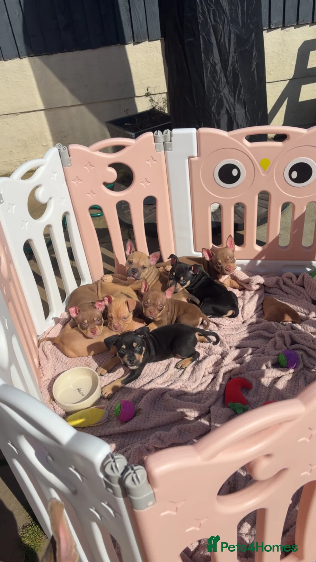 American Bully dogs for sale: REDUCE READY TO GO ABKC Registered pocket bully  - Advert 1