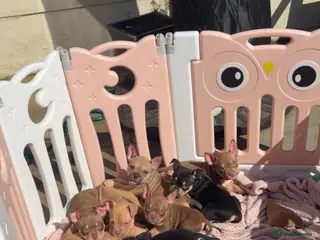 American Bully dogs ❌REDUCE ❌ABKC Registered pocket bully puppies. - Advert 2