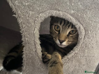 Domestic Shorthair cats - Advert 19