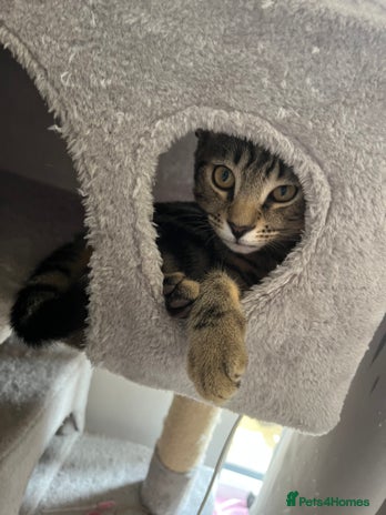 Domestic Shorthair cats - Advert 11