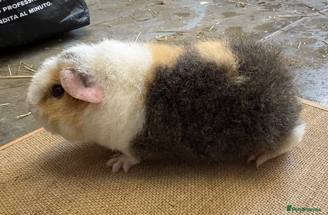 Guinea Pig rodents for sale: Pedigree Teddy Boars - Advert 2