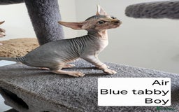 Sphynx cats for sale: REDUCED Ready now qualityTica Canadian kittens - Image 21