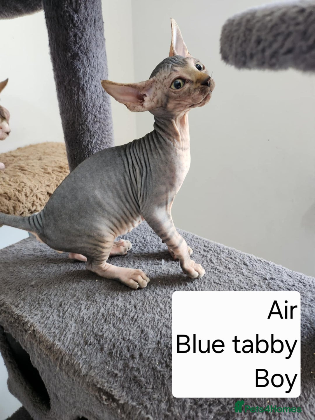 Sphynx cats for sale: REDUCED Ready now qualityTica Canadian kittens - Image 21