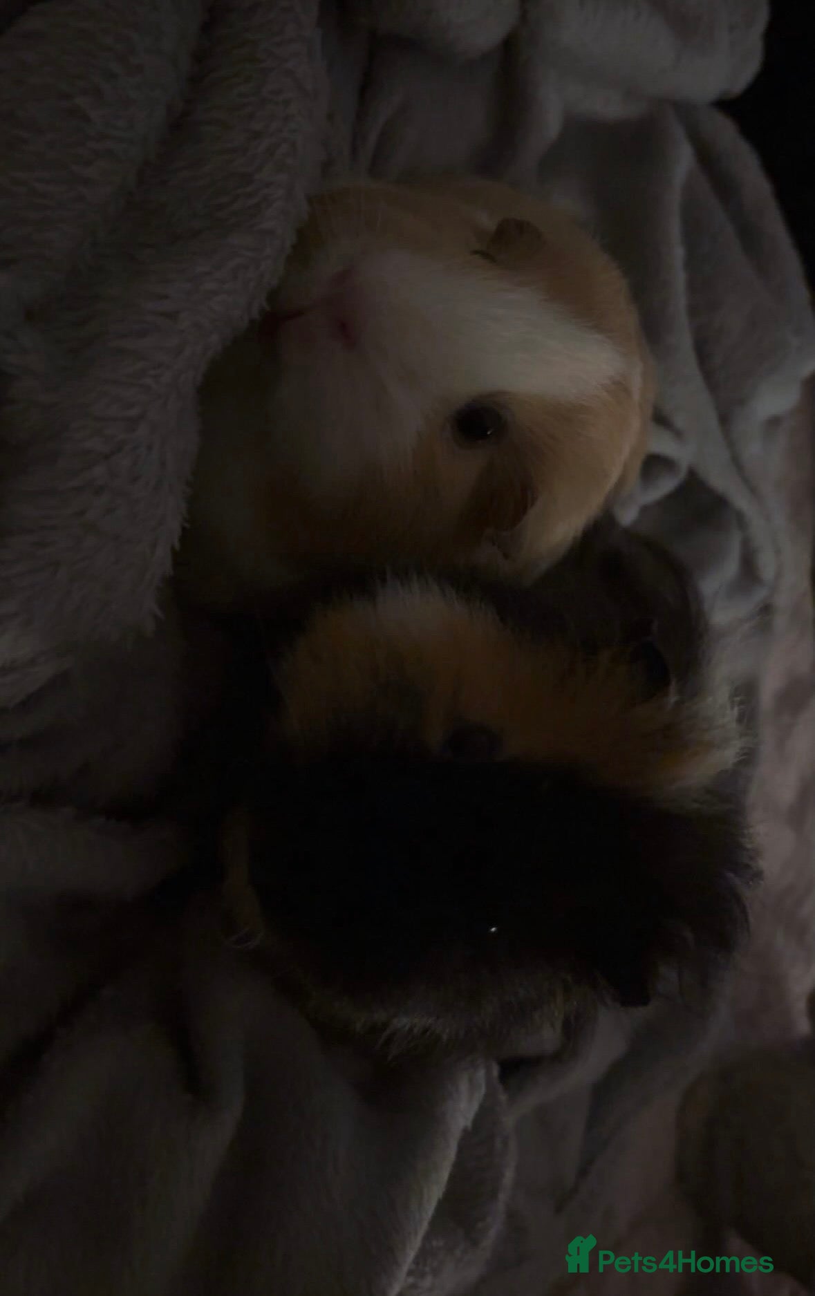 Guinea Pig rodents 2 bonded male guinea pigs for sale - Advert 10